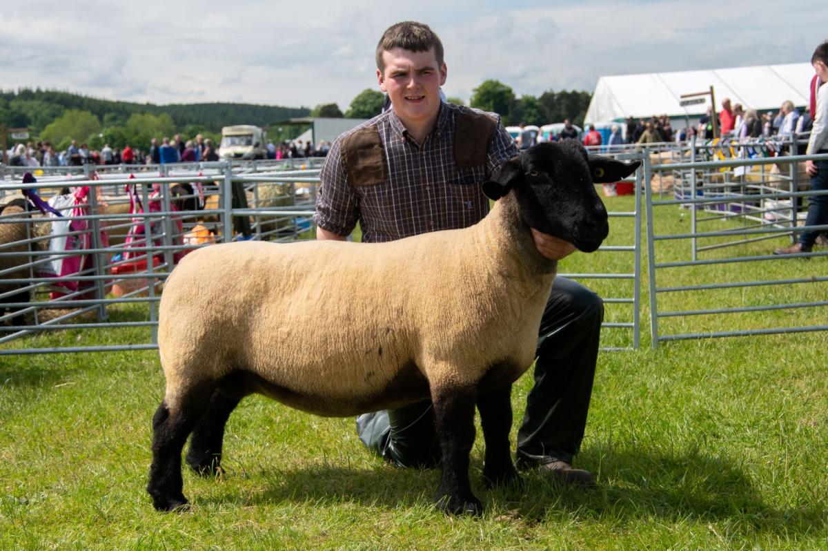 Reserve inter-breed sheep was the Suffolk champion from the Lilburn flock