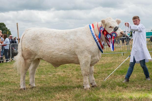 The Scottish Farmer: The show supreme went to the beef animal, a Charolais heifer from Sean Mitchell