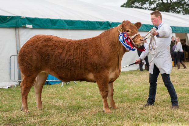 The Scottish Farmer: The Limousin went on to stand reserve beef inter-breed for Andrew Ewing
