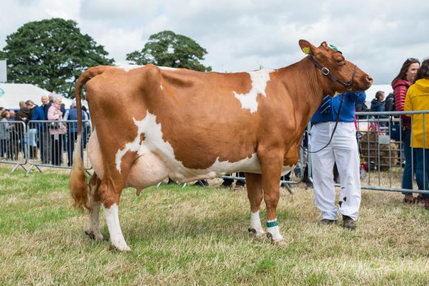 The Scottish Farmer: Reserve inter-breed dairy went to this Ayrshire from David Sanderson