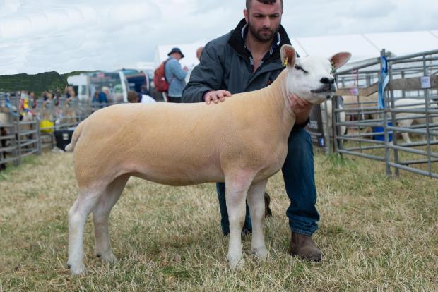The Scottish Farmer: The Texel stood reserve in the sheep inter-breed line up for P Rigg and sons