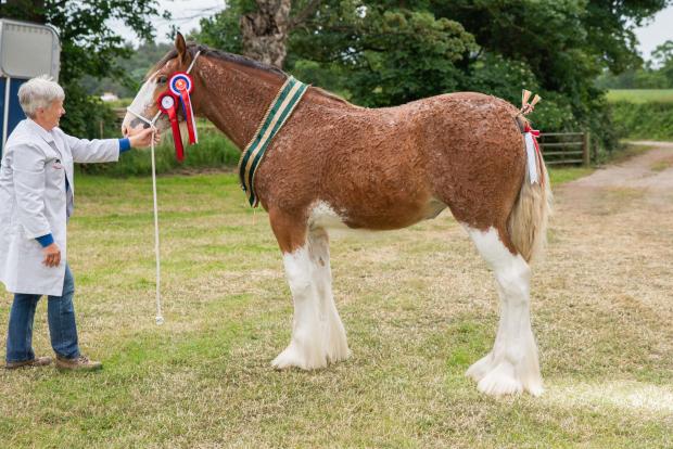 The Scottish Farmer: Clydesdale champion came from Jackie Marshall and Christine Halliday