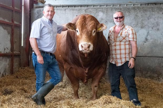 The Scottish Farmer: Steven O'Kane and Duncan McLaren with stock bull Upperffrydd Power Ref:RH310522094 Rob Haining / The Scottish Farmer...