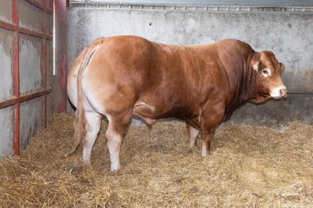 The Scottish Farmer: With plenty of length and shape, Upperffrydd Power is one of the current stock bulls Ref:RH310522092 Rob Haining / The Scottish Farmer...