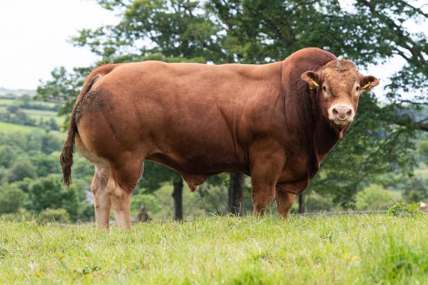 The Scottish Farmer:  Mereside Powerhouse is on of the current Limousin bulls used Ref:RH310522080 Rob Haining / The Scottish Farmer...