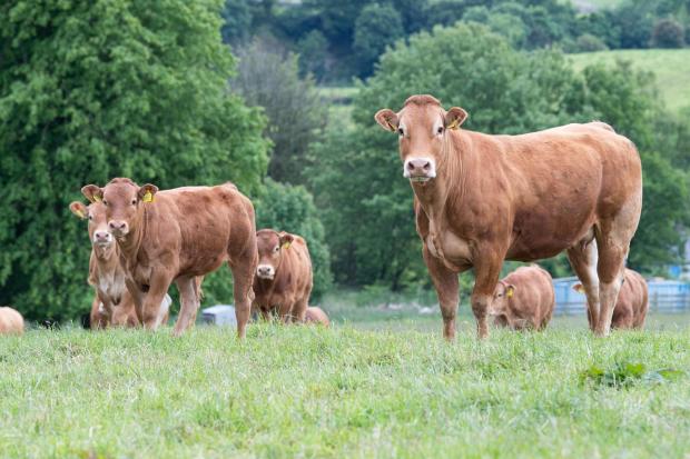 The Scottish Farmer: Improving genetics and aiming for the herd to be home-bred Ref:RH310522073 Rob Haining / The Scottish Farmer...