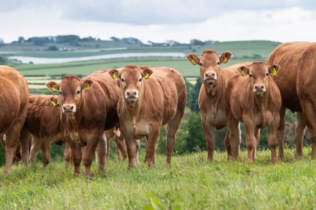 The Scottish Farmer: improving genetics and aiming for the herd to be home-bred Ref:RH310522079 Rob Haining / The Scottish Farmer...
