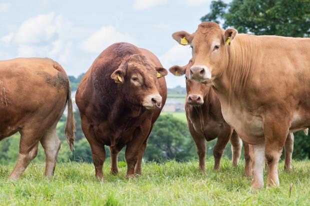 The Scottish Farmer: With calving all year round you need to have capable stock bulls, Mereside Powerhouse running with the stock cows Ref:RH310522084 Rob Haining / The Scottish Farmer...