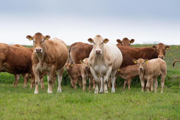 The Scottish Farmer: Group of pedigree Blonde and Limousin cows that are out at grass with their calves at foot Ref:RH310522068 Rob Haining / The Scottish Farmer...