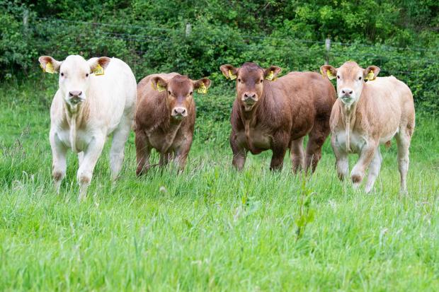 The Scottish Farmer: Four of this years Blonde and Limousin ET calves Ref:RH310522063 Rob Haining / The Scottish Farmer...