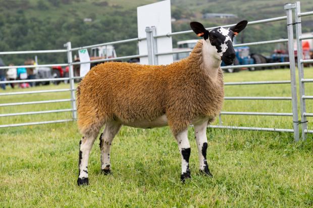 The Scottish Farmer: Mule champion was the ewe lamb from David Gray Ref:RH110622183 Rob Haining / The Scottish Farmer... 