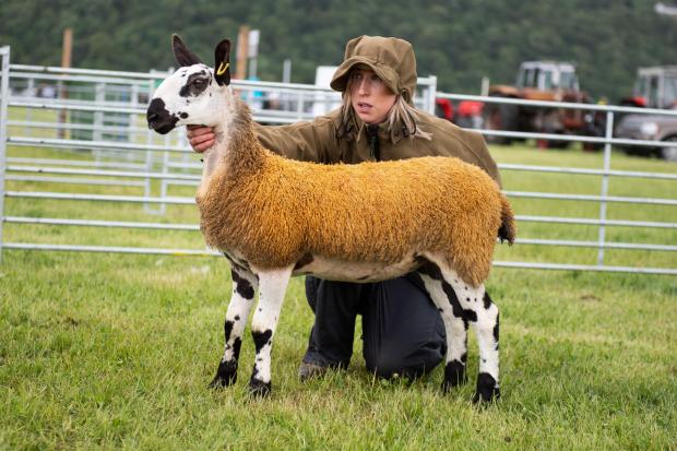 The Scottish Farmer: Blue Faced Leicester champion from Alba and Jess Malone Ref:RH110622191 Rob Haining / The Scottish Farmer...