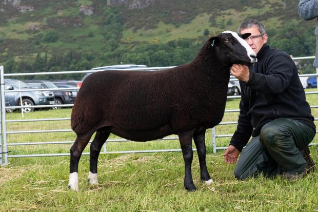 The Scottish Farmer: Greystone Hella took top ticket for Ally Baird in the Zwartbles Ref:RH110622188 Rob Haining / The Scottish Farmer...