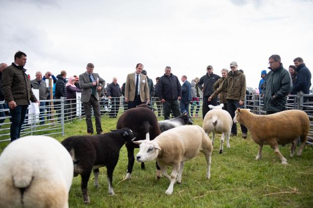 The Scottish Farmer: Section judges scoring sheep during the overall sheep champion at Stirling Show Ref:RH110622193 Rob Haining / The Scottish Farmer...