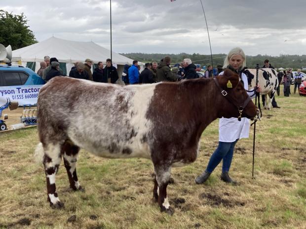 The Scottish Farmer: Katie McIntyre's Beef Shorthorn native breed champion