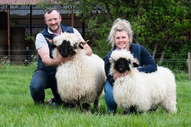The Scottish Farmer: Andrew and Jo Morris are heading to Royal Highland Show, with a team of Valais Blacknose, North Country Cheviots, and Commercial sheep Ref:RH300522044 Rob Haining / The Scottish Farmer...
