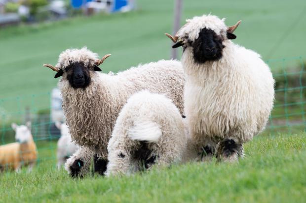 The Scottish Farmer: Recent addition to the farm is the Valais Blacknose for there cute factor and easy going temperament, and a nice attraction for visitors to the Snug Ref:RH300522048 Rob Haining / The Scottish Farmer...