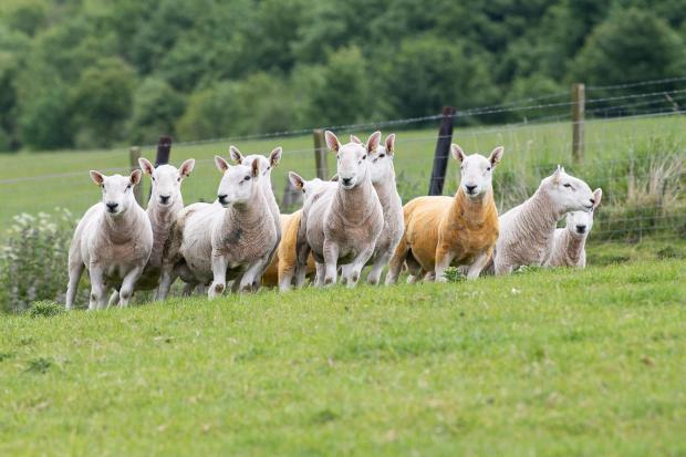 The Scottish Farmer: Here come the boys! A group of North Country Cheviot shearlings Ref:RH300522056 Rob Haining / The Scottish Farmer...