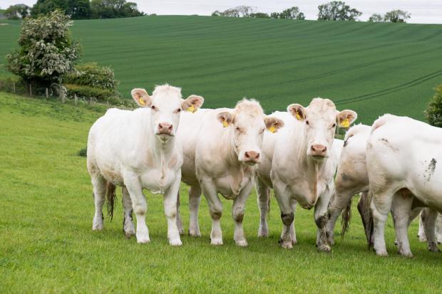 The Scottish Farmer: The Morris family keep a small Charolais herd under the Olrig prefix Ref:RH300522051 Rob Haining / The Scottish Farmer...