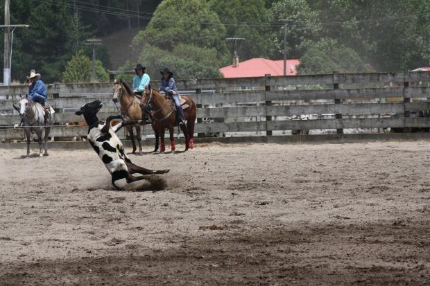 'RODEO' entertainments with live animals are still permitted in New Zealand (Pic: Anti-Rodeo Action NZ)