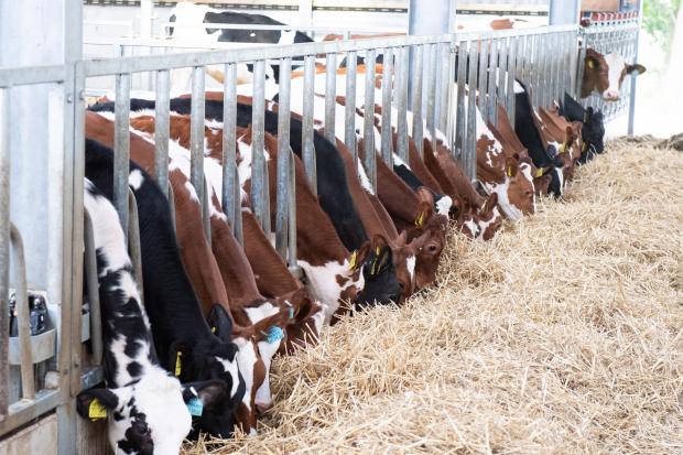 The Scottish Farmer: Weaned calves are on a pelleted feed and straw diet Ref:RH060622106 Rob Haining / The Scottish Farmer...