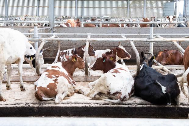 The Scottish Farmer: As they progress through the system the heifers are introduced to cubicle with mats and topped with sawdust Ref:RH060622103 Rob Haining / The Scottish Farmer...