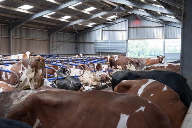 The Scottish Farmer: A recent extension to the cow shed, 60 Cattle cubicle beds have Wilson Agri Pasture Mats and Easyfix Livestock Comfort cow cubicles installed Ref:RH060622137 Rob Haining / The Scottish Farmer...