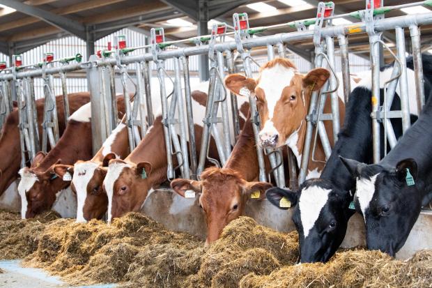 The Scottish Farmer: The top end of the the herd gets AI to sexed dairy sire for breeding herd replacements, heifer calve around 24-25 months of age Ref:RH060622126 Rob Haining / The Scottish Farmer...