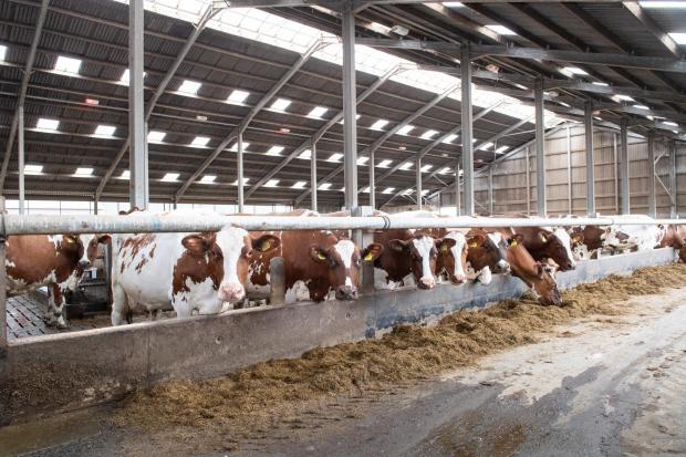 The Scottish Farmer: 280 cows are currently milked at.Myremill, the cubicle shed has the curved light ridge to allow natural light into the shed Ref:RH060622138 Rob Haining / The Scottish Farmer...