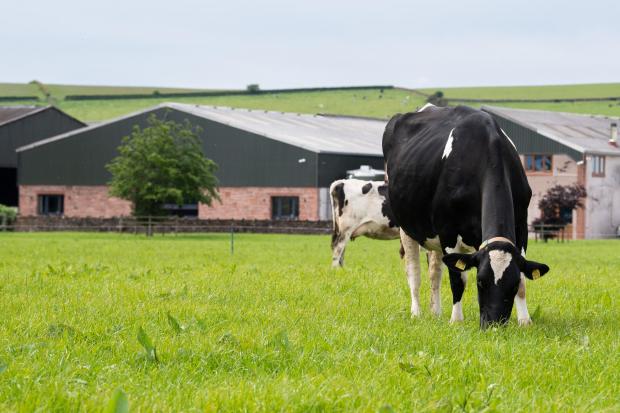 The Scottish Farmer: The Jamieson family milk 240 Holstein cows twice a day at Upper Locharwoods Ref:RH020622068 Rob Haining / The Scottish Farmer...