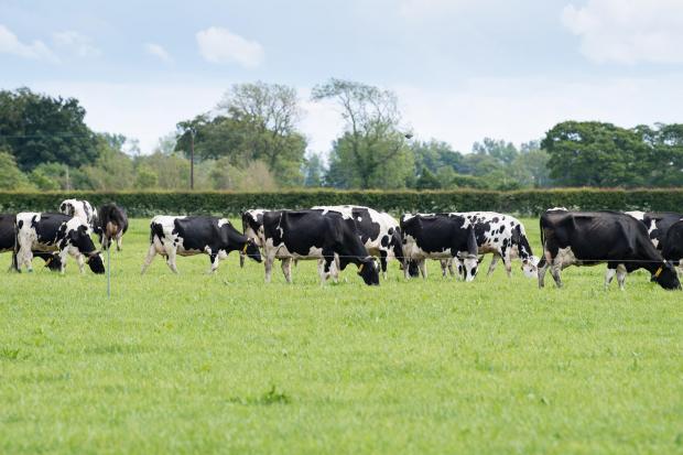 The Scottish Farmer: the main herd are on a rotational grazing system Ref:RH020622059 Rob Haining / The Scottish Farmer...