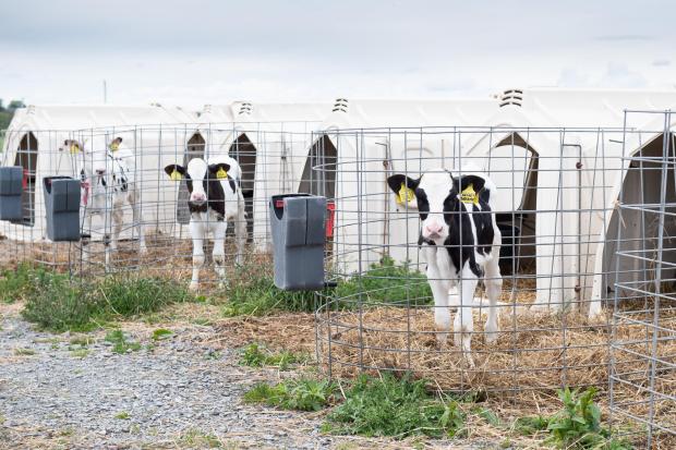 The Scottish Farmer: The calves are reared in individual calf sheds, with better ventilation being outside, the calves can be outside in the fresh air or in the shed in bad weather Ref:RH020622079 Rob Haining / The Scottish Farmer...