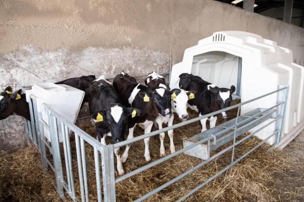 The Scottish Farmer: After 4 week the calves are put into groups and wean at 12 weeks old Ref:RH020622086 Rob Haining / The Scottish Farmer...