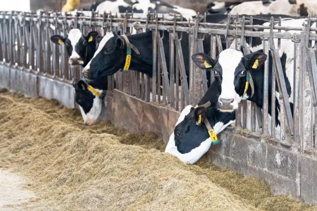 The Scottish Farmer: To get the best for the the cows, the feed strategy is based on the yield Ref:RH020622094 Rob Haining / The Scottish Farmer...