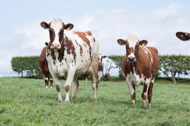 The Scottish Farmer: Cows are strip grazed ideally from early May to September and housed inside at night Ref:RH260522060 Rob Haining / The Scottish Farmer...