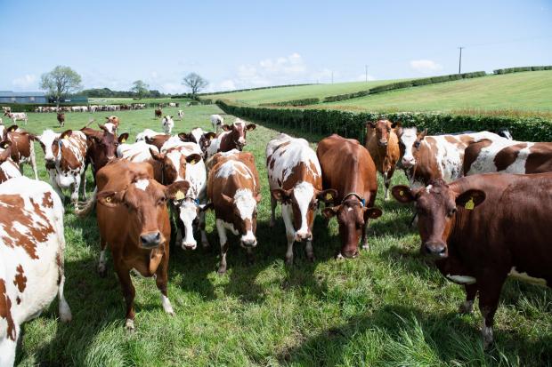 The Scottish Farmer: At Pocknave the Templetons milk over a 100 cows, calving all year round as the family supply Graham’s dairies Ref:RH260522056 Rob Haining / The Scottish Farmer...