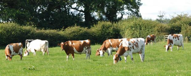 The Scottish Farmer: Cows are out at grass for six months of the year at Morwick