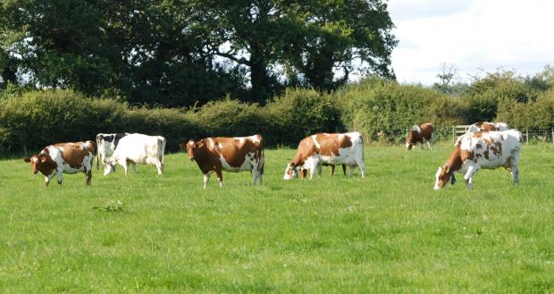 The Scottish Farmer: Cows are out at grass six months of the year