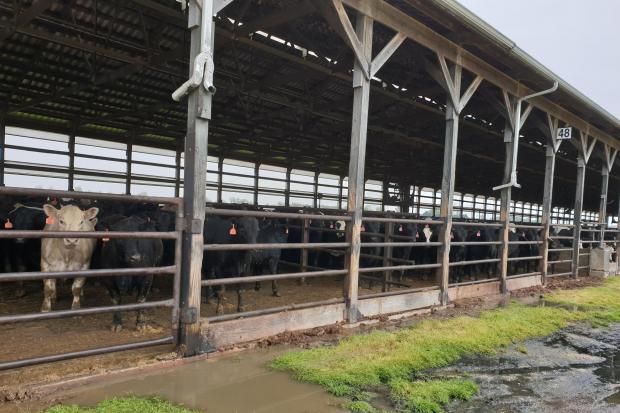 US beef cattle are predominantly produced via an intensive feedlot system