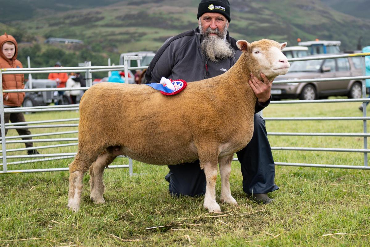 Ben Welsh's two crop ewe stood champion in the Poll Dorset section  Ref:RH110622192  Rob Haining / The Scottish Farmer...