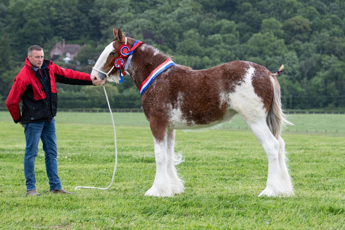 Clydesdale was Lady Crystal from Alan Craig and Agnes Jackson