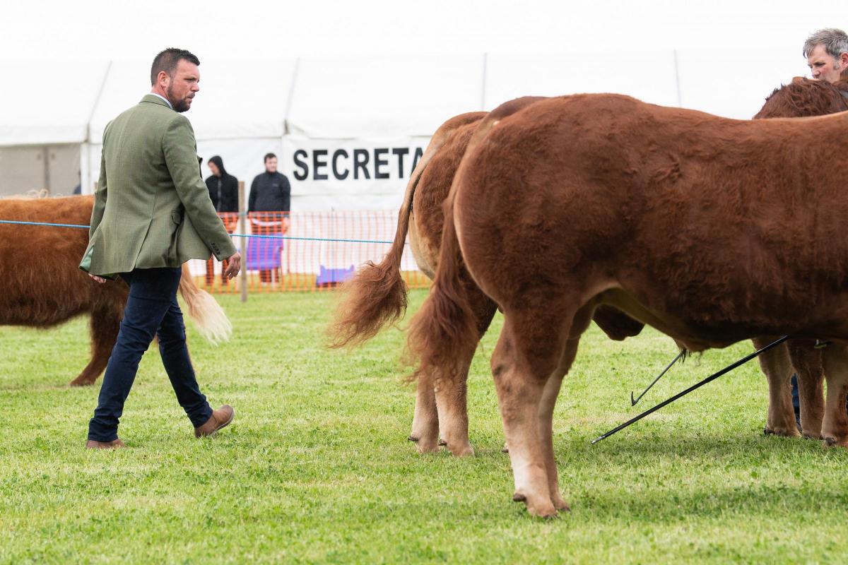 Craig Douglas has a final walk round before taping out his section champion in the Limousins  Ref:RH110622174  Rob Haining / The Scottish Farmer...