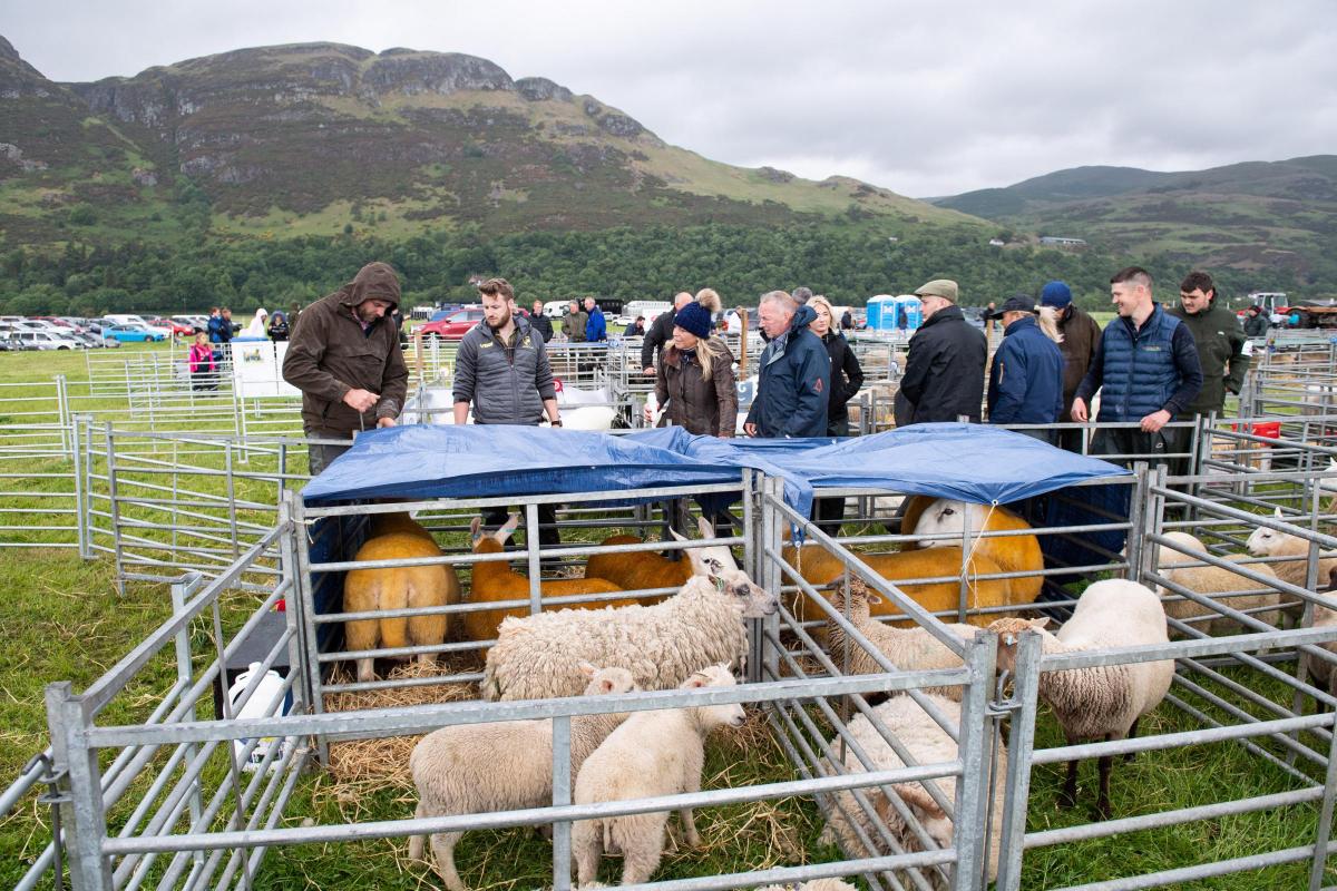 Future livestock team trying to keep the sheep dry at Stirling Show   Ref:RH110622178  Rob Haining / The Scottish Farmer...