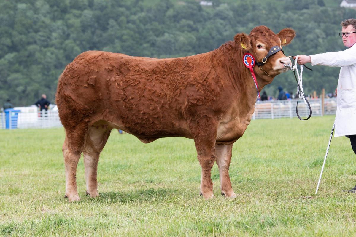 Limousin champion was for the Graham family Ref:RH110622204  Rob Haining / The Scottish Farmer...