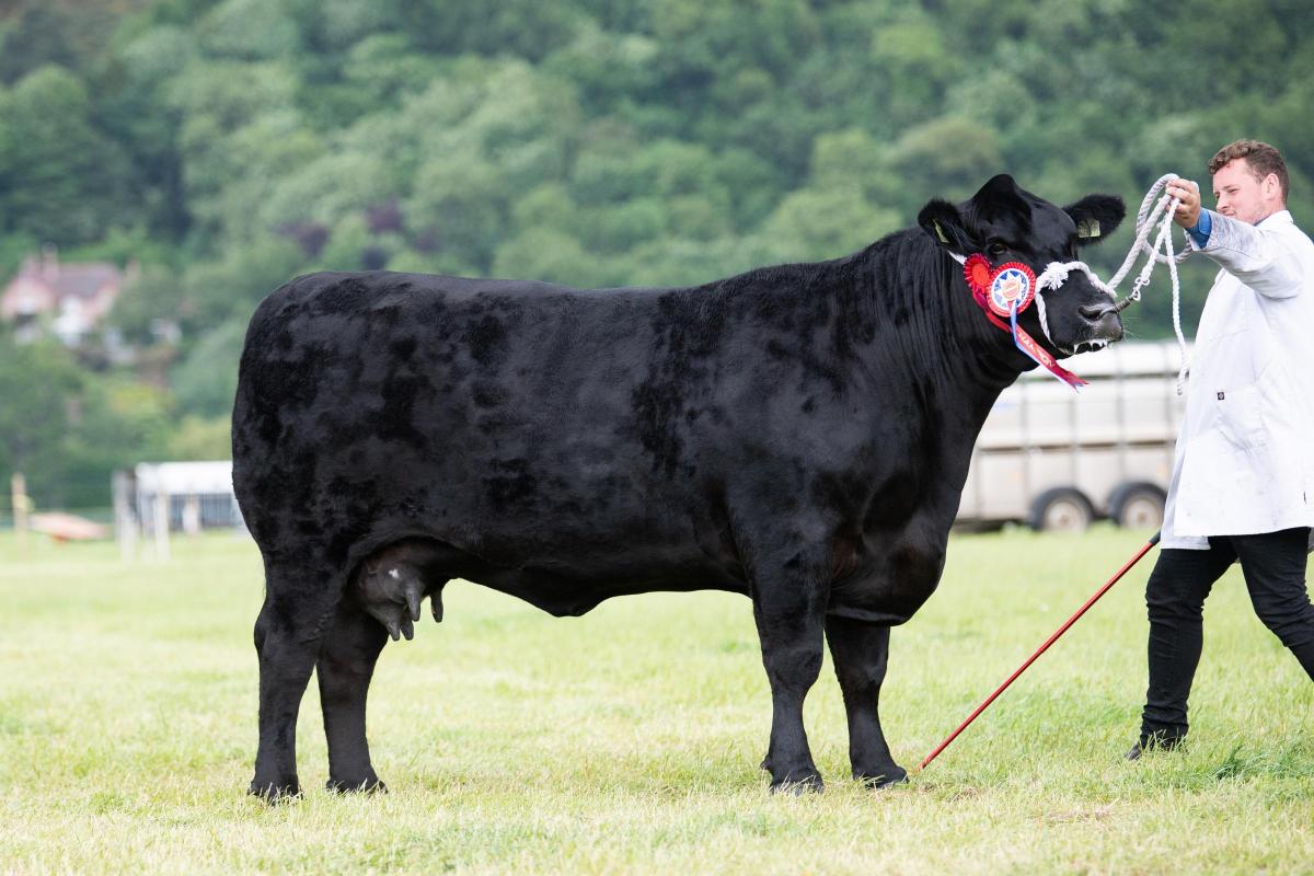 The cow from Mark Wattie stood champion in the Aberdeen Angus section  Ref:RH110622206  Rob Haining / The Scottish Farmer...