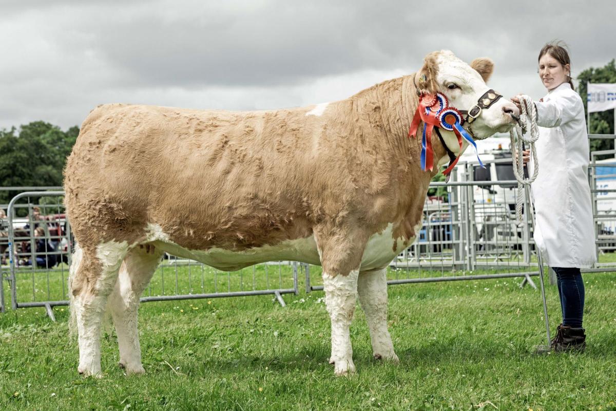 Heather Duff won the Simmental championship with this Pitmudie heifer