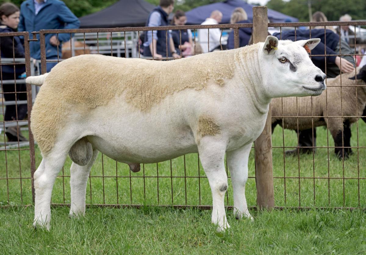 Hexel Dragons Den from Kenny Duthie was the Texel champion and supreme sheep