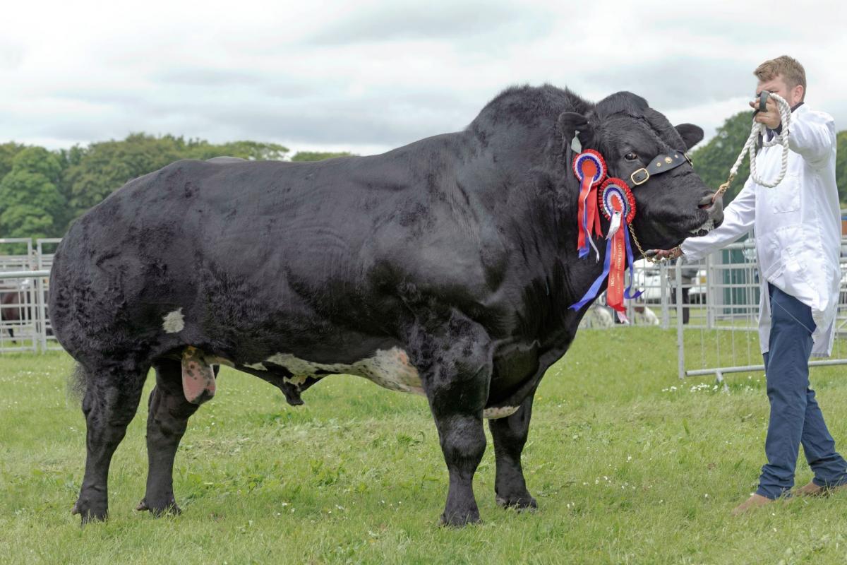 Inter-breed beef champion, Solway View Monty from David McKerrow and sons David and James