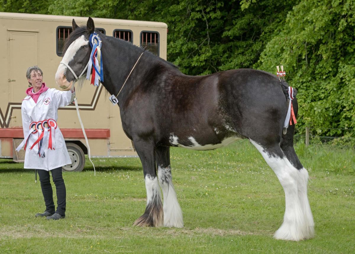 Rolling Thunder Maggie May was supreme Clydesdale