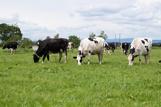The Jamieson family milk 240 Holstein cows twice a day at Upper Locharwoods  Ref:RH020622077  Rob Haining / The Scottish Farmer...